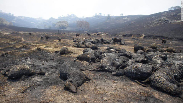 Nửa tỉ sinh vật bị thiêu hủy trong các đợt cháy rừng ở Úc. Liệu đây có phải là hậu quả của biến đổi khí hậu?