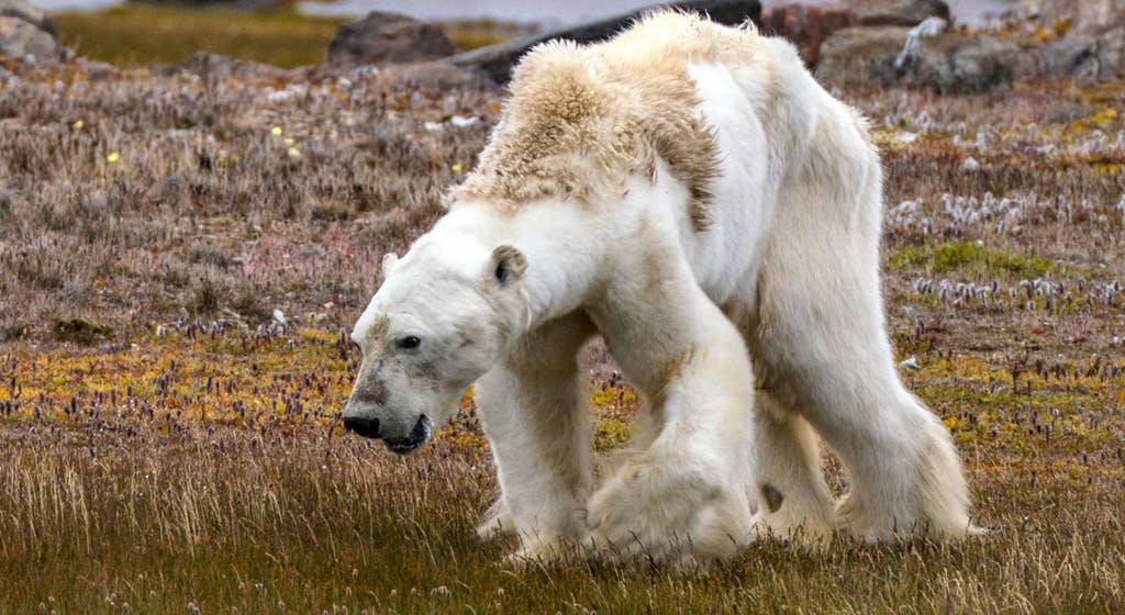 Biến đổi khí hậu đẩy gấu Bắc Cực vào thảm kịch ăn thịt lẫn nhau