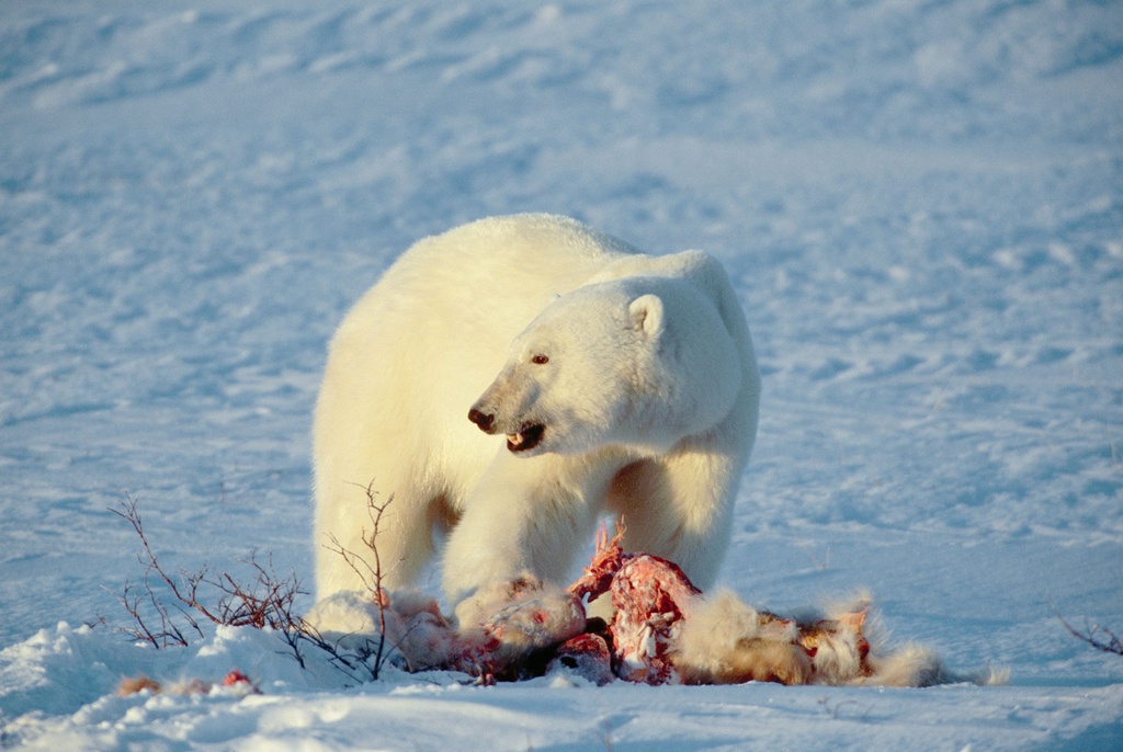 Biến đổi khí hậu đẩy gấu Bắc Cực vào thảm kịch ăn thịt lẫn nhau