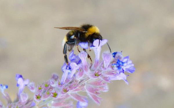 Biến đổi khí hậu đẩy loài ong vào nguy cơ tuyệt chủng