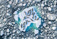 Hải cẩu nghỉ ngơi giữa biển băng đang dần tan rã