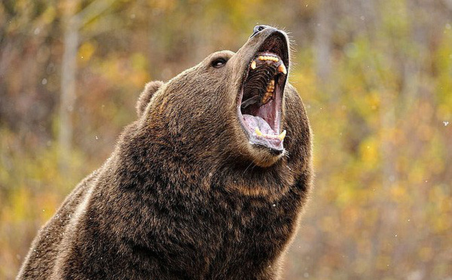 Biến đổi khí hậu làm cho các loài Gấu giảm thời gian ngủ đông từ 1-2 tháng