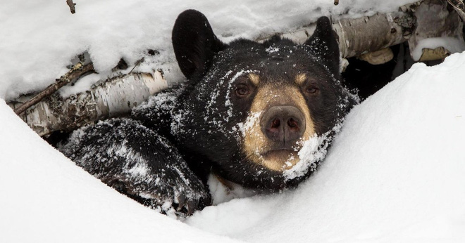 Biến đổi khí hậu làm cho các loài Gấu giảm thời gian ngủ đông từ 1-2 tháng