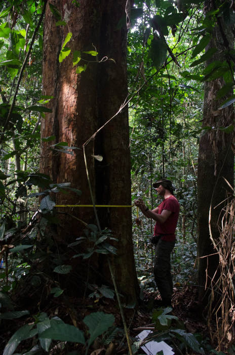 Rừng mưa nhiệt đới lớn thứ 2 Thế giới mất dần khả năng hấp thụ Carbon Dioxide