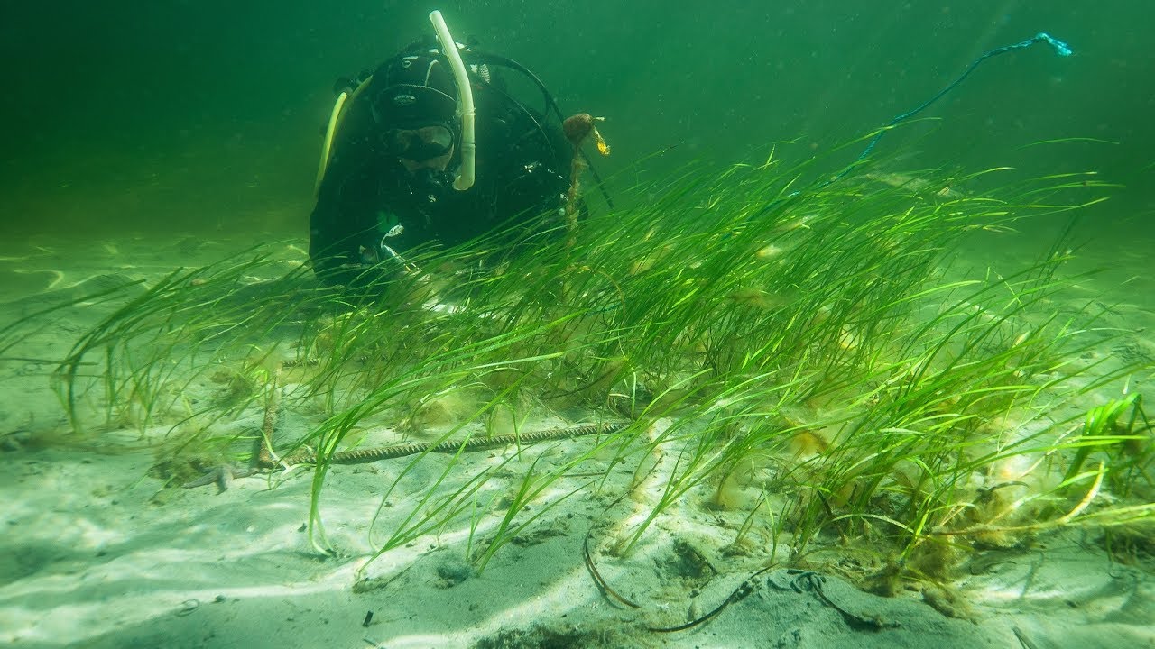 Hoa anh đào và cây cỏ biển góp công lớn chống biến đổi khí hậu