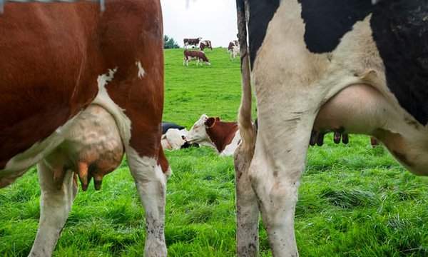 Israel ‘chỉnh’ hệ vi sinh của bò để giảm phát thải khí mê-tan