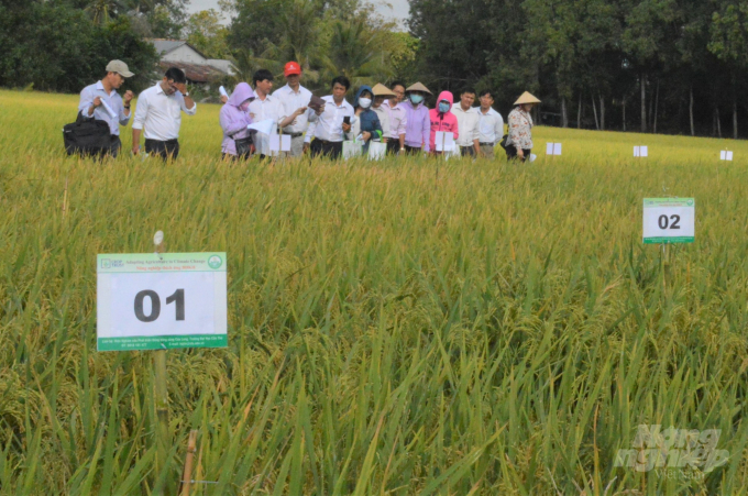 Áp dụng gen lúa hoang để thích ứng biến đổi khí hậu