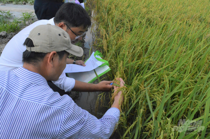 Áp dụng gen lúa hoang để thích ứng biến đổi khí hậu