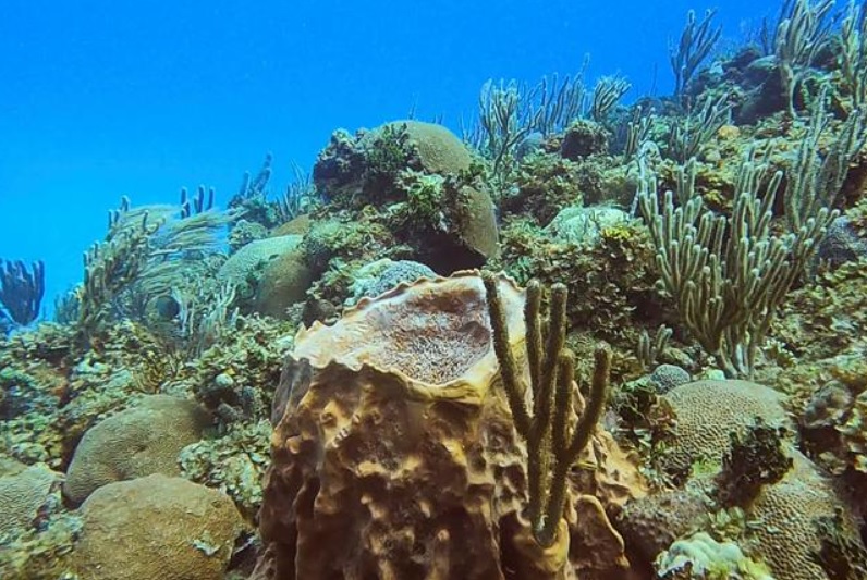 Biến đổi khí hậu làm suy giảm sự đa dạng của sinh vật biển gần xích đạo