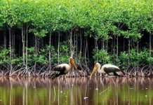 Rừng ngập mặn là vũ khí chống biến đổi khí hậu